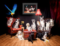 The Gloucester Dog Photographer