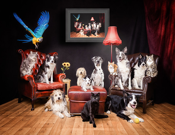 The Gloucester Dog Photographer