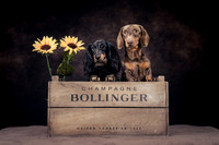 The Gloucester Dog Photographer