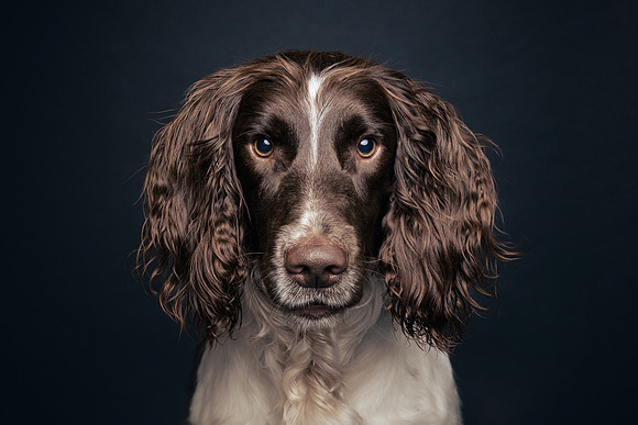 The Gloucester Dog Photographer