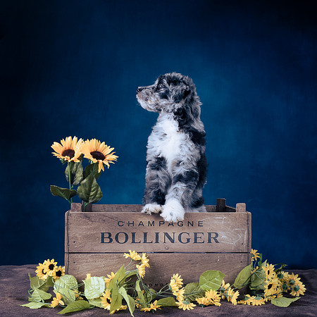 The Gloucester Dog Photographer
