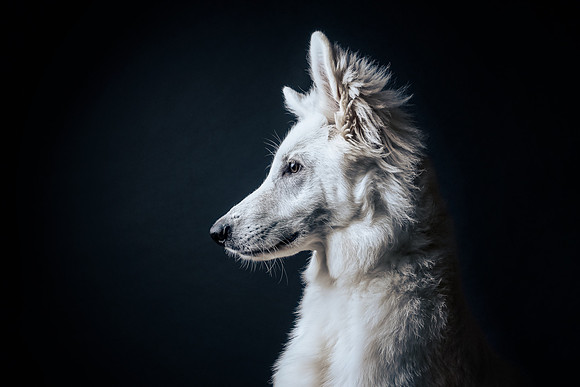 The Gloucester Dog Photographer