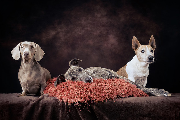 The Gloucester Dog Photographer