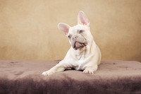 The Gloucester Dog Photographer