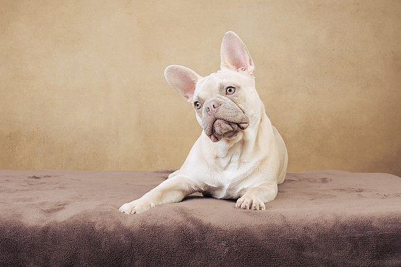 The Gloucester Dog Photographer