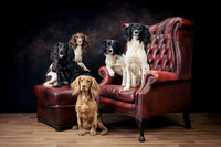 The Gloucester Dog Photographer