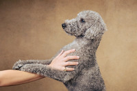 The Gloucester Dog Photographer