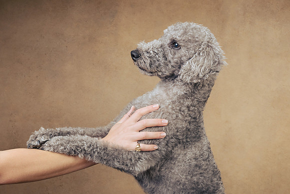 The Gloucester Dog Photographer