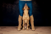 The Gloucester Dog Photographer