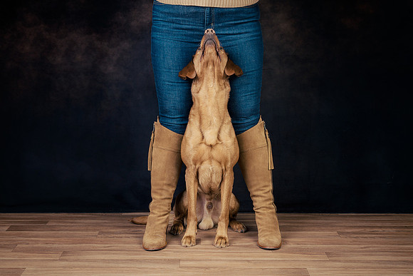 The Gloucester Dog Photographer