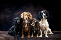 The Gloucester Dog Photographer