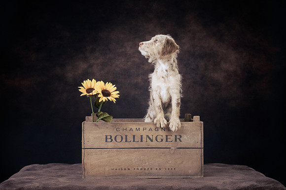 The Gloucester Dog Photographer