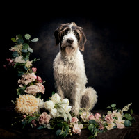 The Gloucester Dog Photographer