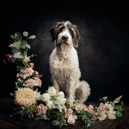 The Gloucester Dog Photographer