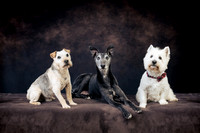 The Gloucester Dog Photographer