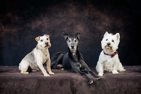 The Gloucester Dog Photographer
