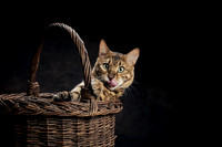 The Gloucester Dog Photographer