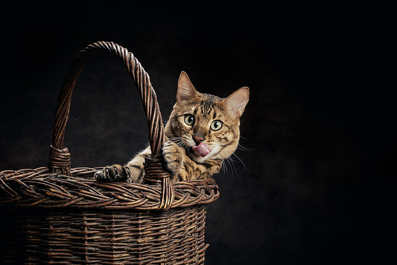 The Gloucester Dog Photographer