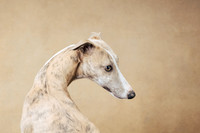 The Gloucester Dog Photographer
