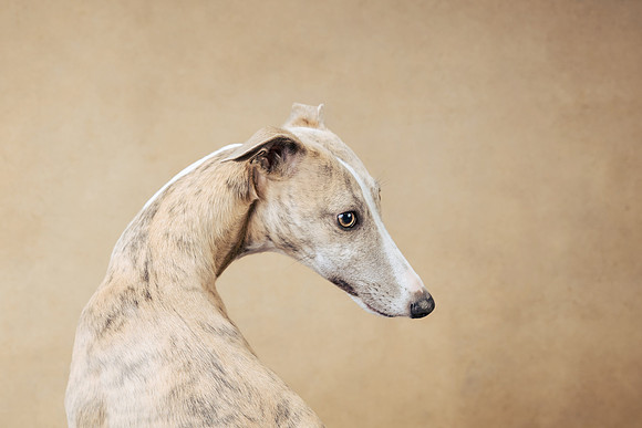 The Gloucester Dog Photographer
