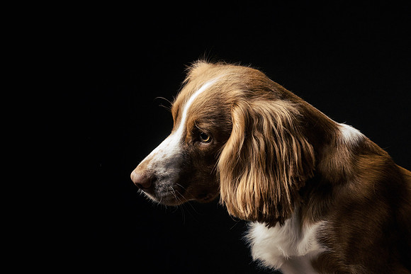 The Gloucester Dog Photographer