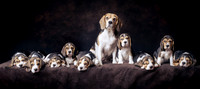 The Gloucester Dog Photographer