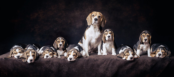 The Gloucester Dog Photographer