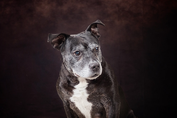 The Gloucester Dog Photographer