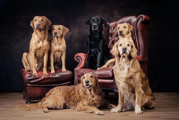 The Gloucester Dog Photographer