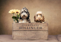 The Gloucester Dog Photographer