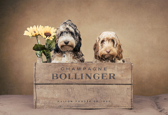 The Gloucester Dog Photographer