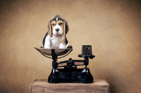 The Gloucester Dog Photographer