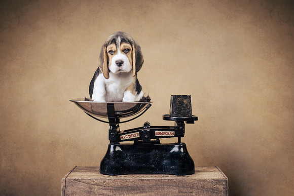 The Gloucester Dog Photographer