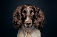 The Gloucester Dog Photographer