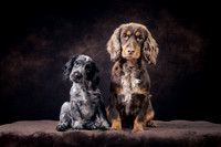The Gloucester Dog Photographer