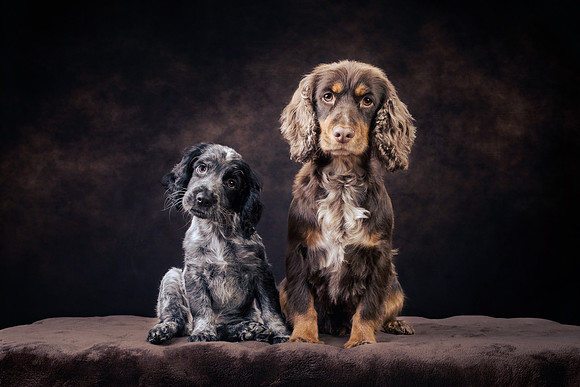 The Gloucester Dog Photographer