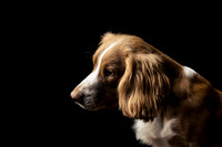 The Gloucester Dog Photographer
