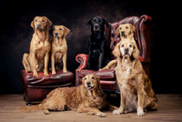 The Gloucester Dog Photographer