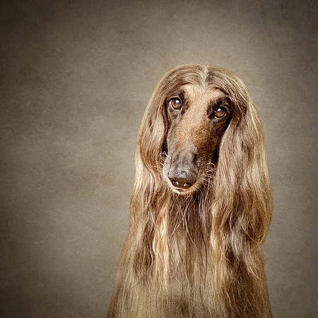 The Gloucester Dog Photographer