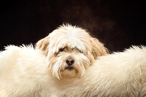The Gloucester Dog Photographer